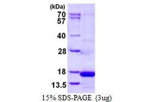 Image no. 1 for Cystatin S (CST4) protein (His tag) (ABIN1098277) (CST4 Protein (His tag))