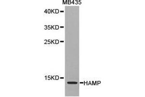 Western blot analysis of extracts of MB435 cell lines, using HAMP antibody. (Hepcidin 抗体)