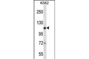EIF2C2 Antibody (N-term Q41) (ABIN650665 and ABIN2838088) western blot analysis in K562 cell line lysates (35 μg/lane).