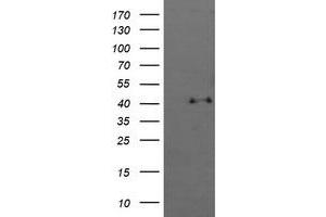 Image no. 1 for anti-Mitogen-Activated Protein Kinase 13 (MAPK13) antibody (ABIN1499955) (MAPK13 抗体)