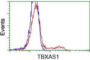 HEK293T cells transfected with either RC208028 overexpress plasmid (Red) or empty vector control plasmid (Blue) were immunostained by anti-TBXAS1 antibody (ABIN2453709), and then analyzed by flow cytometry. (TBXAS1 抗体)