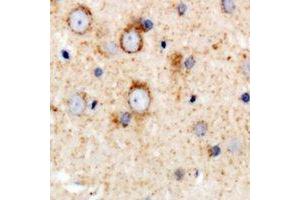 Immunohistochemical analysis of CD158e staining in human brain formalin fixed paraffin embedded tissue section. (KIR3DL1 抗体  (N-Term))