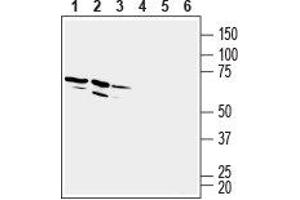 Western Blotting (WB) image for anti-G Protein-Coupled Receptor 84 (GPR84) (AA 166-180), (Extracellular) antibody (ABIN7043175)