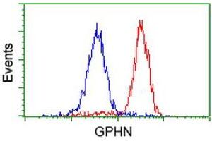 Image no. 2 for anti-Gephyrin (GPHN) antibody (ABIN1498427) (Gephyrin 抗体)