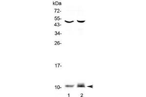 Western blot testing of 1) rat PC-12 and 2) mouse HEPA1-6 lysate with S100A10 antibody at 0. (S100A10 抗体)