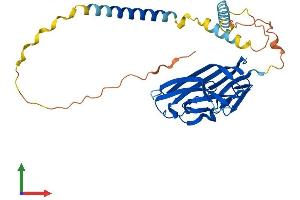 Protein Structure (PS) image for Tumor Necrosis Factor (Ligand) Superfamily, Member 11 (TNFSF11) (AA 1-316) protein (His tag) (ABIN7562288)