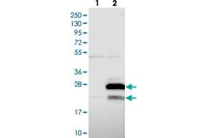 Western blot analysis of Lane 1: Negative control (vector only transfected HEK293T lysate), Lane 2: Over-expression Lysate (Co-expressed with a C-terminal myc-DDK tag (~3. (MRPL47 抗体)