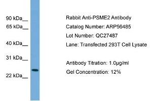 Western Blotting (WB) image for anti-Proteasome (Prosome, Macropain) Activator Subunit 2 (PA28 Beta) (PSME2) (Middle Region) antibody (ABIN2786730)