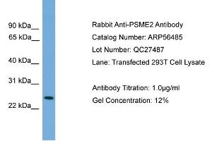WB Suggested Anti-PSME2  Antibody Titration: 0. (PSME2 抗体  (Middle Region))