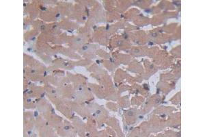 Used in DAB staining on fromalin fixed paraffin- embedded heart tissue (BNIP3 抗体  (AA 3-134))