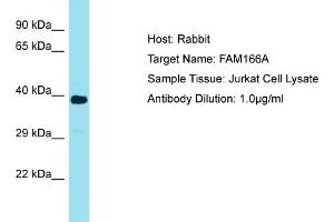 Host: Rabbit Target Name: FAM166A Sample Tissue: Human Jurkat Whole Cell Antibody Dilution: 1ug/ml (FAM166A 抗体  (Middle Region))
