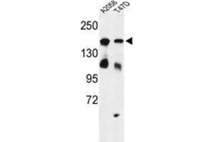 Western Blotting (WB) image for anti-High Density Lipoprotein Binding Protein (HDLBP) antibody (ABIN3004172)