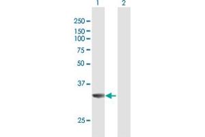 Western Blot analysis of MPST expression in transfected 293T cell line by MPST MaxPab polyclonal antibody. (MPST 抗体  (AA 1-297))