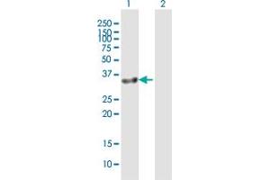 Western Blot analysis of GIMAP7 expression in transfected 293T cell line by GIMAP7 MaxPab polyclonal antibody. (GIMAP7 抗体  (AA 1-300))