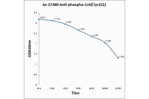 Antigen: 0. (CrkL 抗体  (pTyr251))