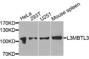 Western blot analysis of extracts of various cell lines, using L3MBTL3 antibody (ABIN4904189) at 1:1000 dilution. (L3MBTL3 抗体)
