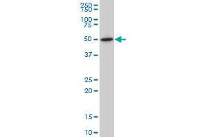 NR1H2 monoclonal antibody (M04), clone 1E1 Western Blot analysis of NR1H2 expression in IMR-32 . (NR1H2 抗体  (AA 1-461))