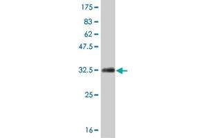 Western Blotting (WB) image for anti-Homeobox B7 (HOXB7) (AA 55-120) antibody (ABIN561332)