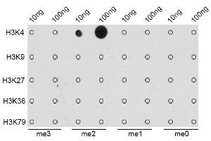 Dot Blot (DB) image for anti-Histone 3 (H3) (H3K4me) antibody (ABIN3023251)