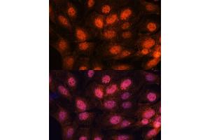 Immunofluorescence (IF) image for anti-CTF18, Chromosome Transmission Fidelity Factor 18 Homolog (CHTF18) (AA 794-975) antibody (ABIN7266535)