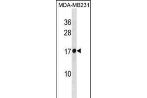RPL30 Antibody (N-term) (ABIN1881761 and ABIN2838833) western blot analysis in MDA-M cell line lysates (35 μg/lane). (RPL30 抗体  (N-Term))