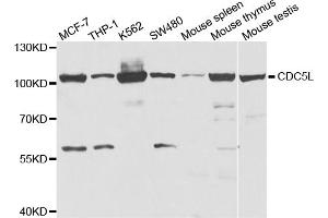 Western blot analysis of extracts of various cell lines, using CDC5L antibody. (CDC5L 抗体)