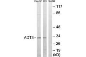 Western blot analysis of extracts from HepG2/293 cells, using SLC25A6 Antibody.