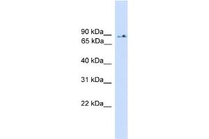 WB Suggested Anti-PIK3R5 Antibody Titration: 0. (PIK3R5 抗体  (Middle Region))