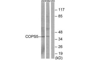 Western Blotting (WB) image for anti-COP9 Constitutive Photomorphogenic Homolog Subunit 5 (Arabidopsis) (COPS5) (Internal Region) antibody (ABIN1849860) (COPS5 抗体  (Internal Region))