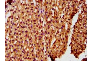 IHC image of ABIN7176620 diluted at 1:200 and staining in paraffin-embedded human adrenal gland tissue performed on a Leica BondTM system.