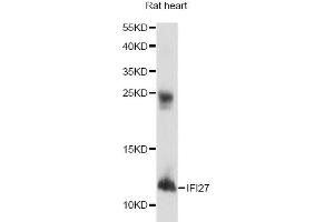Western blot analysis of extracts of rat heart, using IFI27 antibody. (IFI27 抗体)