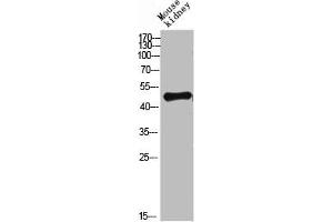 Western blot analysis of mouse-lung mouse-heart 293T Hela 3T3 lysate, antibody was diluted at 500. (LAMP3 抗体  (AA 261-310))