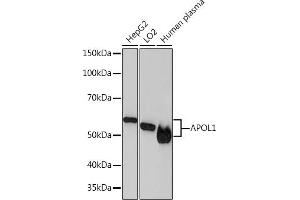 Western blot analysis of extracts of various cell lines, using  Rabbit mAb (ABIN7265645) at 1:1000 dilution. (APOL1 抗体)