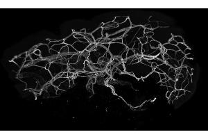Immunofluorescence analysis of entire human skin, optically cleared with BABB, using CD31 (2MAC4, 2PEC47, 3MAC24, 3MAC69, 3MAC82, 3PEC82, 20 μg/mL) polyclonal LIMAAbody®, labelled with Alexa Fluor® 647 imaged on Zeiss LS7. (Recombinant CD31 抗体  (Extracellular Domain))