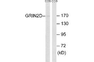 Western blot analysis of extracts from COS-7 cells, using GRIN2D antibody.