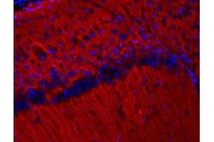 Indirect immunolabeling of PFA fixed mouse cortex section (dilution 1 : 200; red). (SV2B 抗体  (AA 2-17))