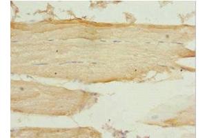 Immunohistochemistry of paraffin-embedded human skeletal muscle tissue using ABIN7162990 at dilution of 1:100