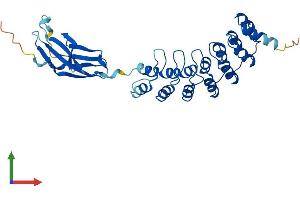 AlphaFold protein structure predicition of Mouse Recombinant Fank1 Protein, UniprotID Q9DAM9