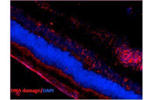 Immunohistochemistry analysis using Mouse Anti-DNA Damage Monoclonal Antibody, Clone 15A3 . (DNA/RNA Damage 抗体 (Atto 488))