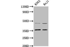 Western Blot Positive WB detected in: K562 whole cell lysate, Raji whole cell lysate All lanes: MAGEA2 antibody at 4. (MAGEA2 抗体  (AA 1-104))