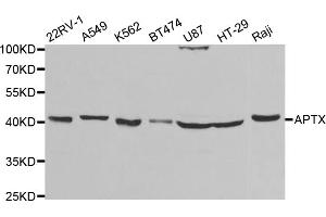 Western blot analysis of extracts of various cell lines, using APTX antibody (ABIN5973100) at 1/1000 dilution. (Aprataxin 抗体)