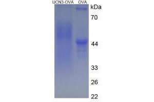 Image no. 1 for Urocortin 3 (UCN3) peptide (Ovalbumin) (ABIN5666404) (Urocortin 3 (UCN3) peptide (Ovalbumin))