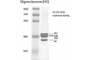 Recombinant Nucleosomes (H3. (Nucleosomes (AA 1-103), (AA 1-126), (AA 1-130), (AA 1-136) 蛋白)