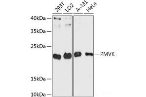 Western blot analysis of extracts of various cell lines using PMVK Polyclonal Antibody at dilution of 1:3000. (PMVK 抗体)