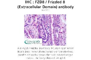 Image no. 1 for anti-Frizzled Family Receptor 8 (FZD8) (3rd Extracellular Domain) antibody (ABIN1734510) (FZD8 抗体  (3rd Extracellular Domain))