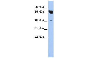 SCFD1 antibody used at 1 ug/ml to detect target protein. (SCFD1 抗体  (N-Term))