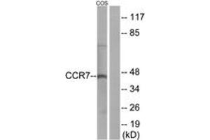 Western blot analysis of extracts from COS7 cells, using CCR7 Antibody. (CCR7 抗体  (AA 170-219))
