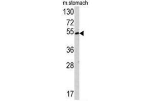 Western blot analysis of SUV4-20H2 antibody (Center) in mouse stomach tissue lysates (35ug/lane). (SUV420H2/KMT5C 抗体  (Middle Region))