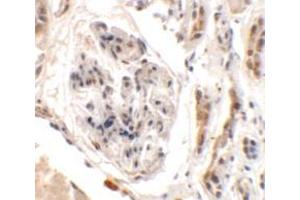 Immunohistochemistry of UHRF1BP1L in human kidney tissue with UHRF1BP1L antibody at 2. (UHRF1BP1L 抗体  (Middle Region))