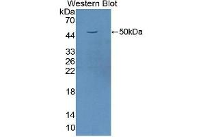 Western Blotting (WB) image for anti-Fas Ligand (TNF Superfamily, Member 6) (FASL) (AA 103-281) antibody (ABIN1172027) (FASL 抗体  (AA 103-281))